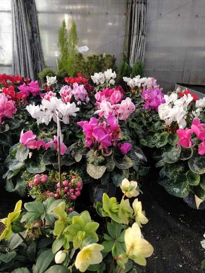 Ciclamini bianchi, rosa e fucsia esposti nel vivaio coperto di Green Service Oulx