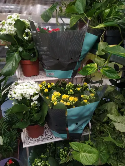 Piante fiorite in reparto piante da interno di Green Service Oulx