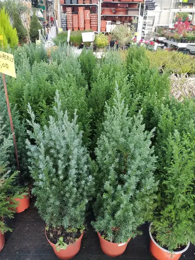 Vasi di conifere sempreverdi disposti in file nel reparto esterno del vivaio Green Service Oulx
