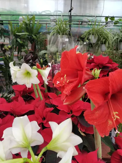 Amarilli rossi e bianchi e stelle di Natale esposti nel reparto piante da interno di Green Service Oulx