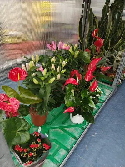 Piante da interno con fiori rossi e rosa esposte su bancali nel vivaio Green Service Oulx